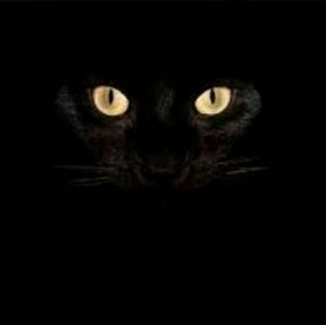 Meet your Posher, Leonardo